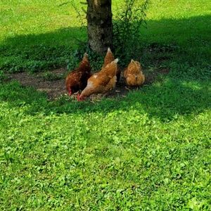 Meet your Posher, Lori